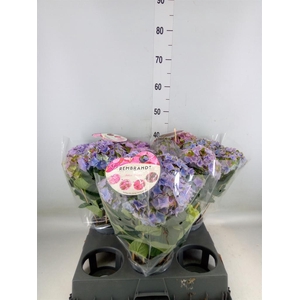 Hydrangea mac.   ...