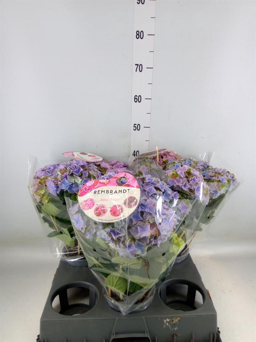 <h4>Hydrangea mac.   ...</h4>