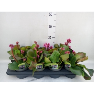 Bergenia cordifolia