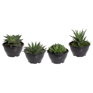 SUCULENTA HAWORTHIA C13 VARIADO