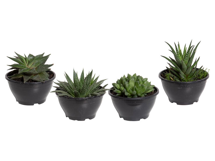 <h4>SUCULENTA HAWORTHIA C13 VARIADO</h4>