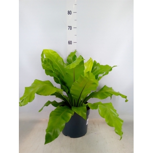Asplenium nidus