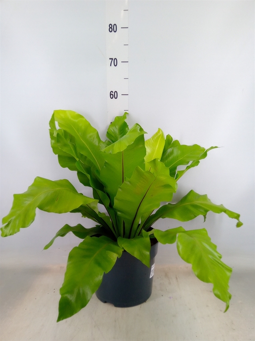 <h4>Asplenium nidus</h4>