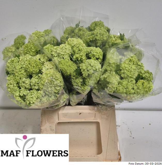 <h4>VIBURNUM ROSEUM ST</h4>