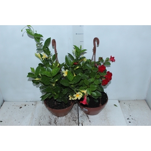 DIPLADENIA PICOLI C21 VARIADO