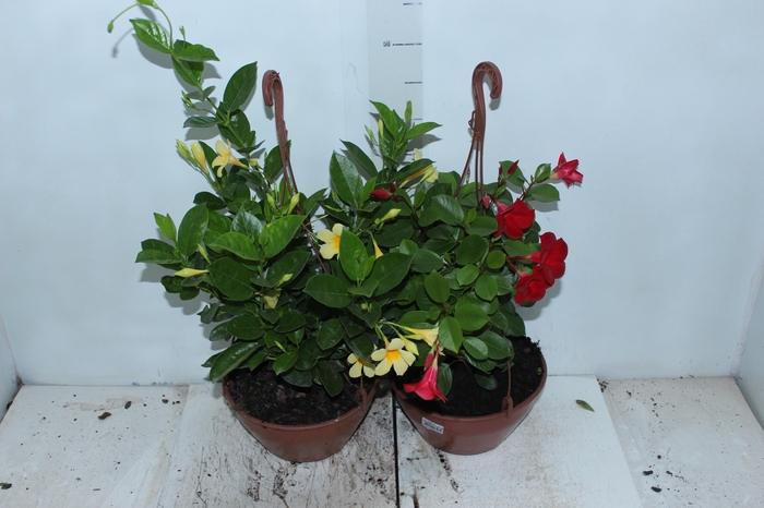 <h4>DIPLADENIA PICOLI C21 VARIADO</h4>