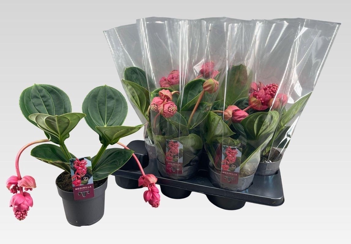 <h4>MEDIN MAG LAMBADA</h4>