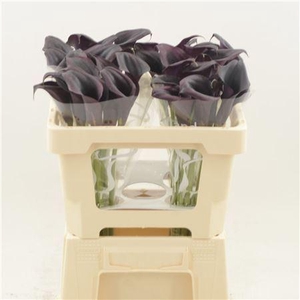 CALLA ODESSA CALLA ODESSA