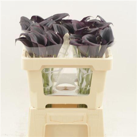 <h4>CALLA ODESSA CALLA ODESSA</h4>