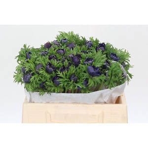 Anemone Levante Bordeaux