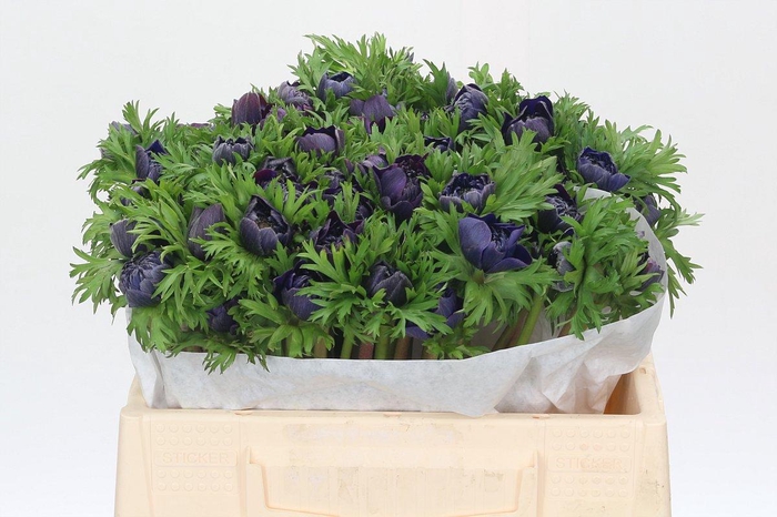 <h4>Anemone Levante Bordeaux</h4>