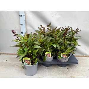 Lobelia speciosa 'Starship Scarlet'
