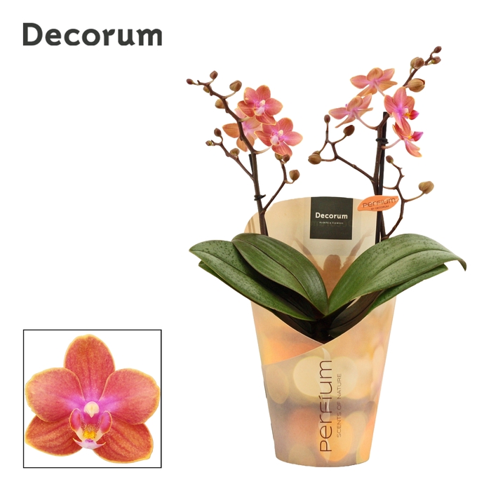 <h4>Phalaenopsis perfíum 2+ tak Dusty belle (Decorum)</h4>