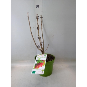 Fruitplanten   ...fruitheesters