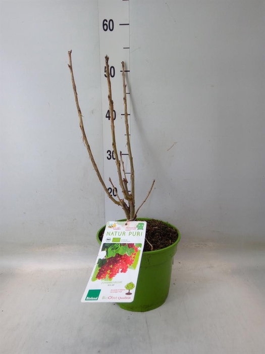 <h4>Fruitplanten   ...fruitheesters</h4>