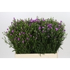 Aster Casarosa