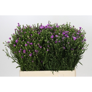 Aster Casarosa