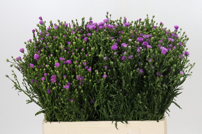 Aster Casarosa