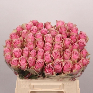 Rosa a grande fleur Athena Royale