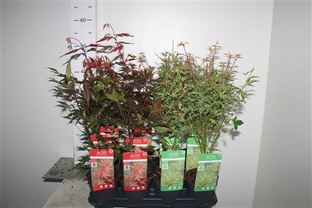 <h4>Acer Palmatum</h4>
