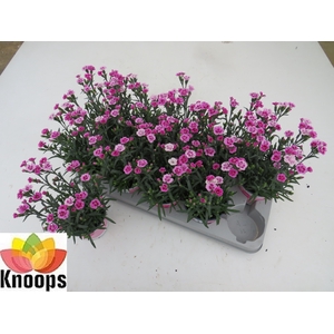 DIAN DI PINK KISSES