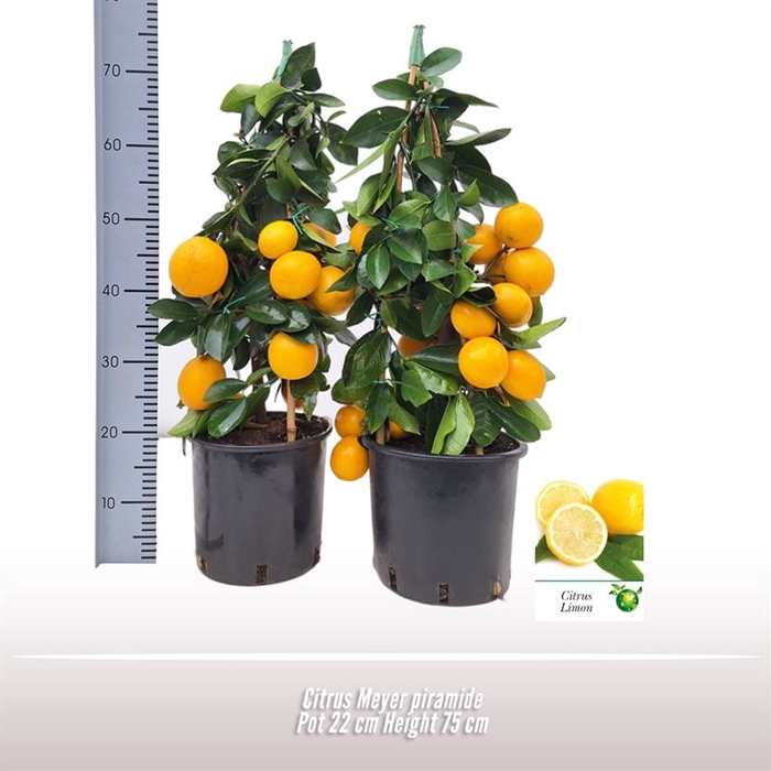 <h4>Citrus Meyer piramide</h4>