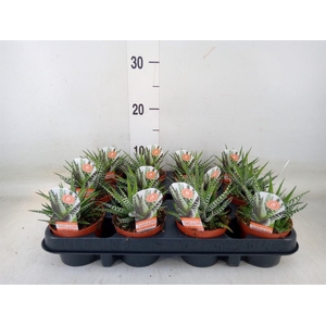 Haworthia fasciata 'Big Band'