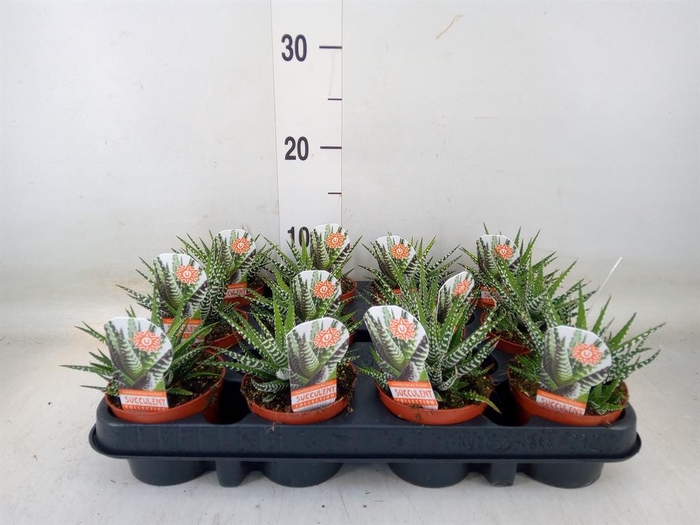 <h4>Haworthia fasciata 'Big Band'</h4>