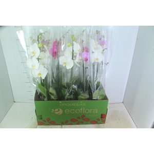 PHALAENOPSIS MIX P12