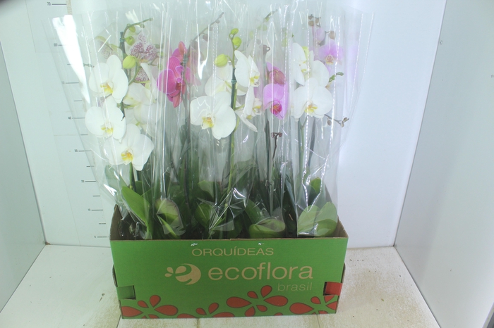 <h4>PHALAENOPSIS MIX P12</h4>