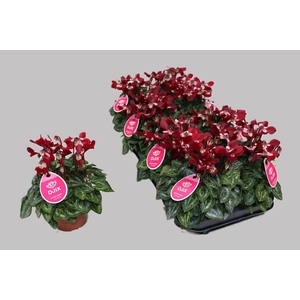 Cyclamen KL 'Djix'
