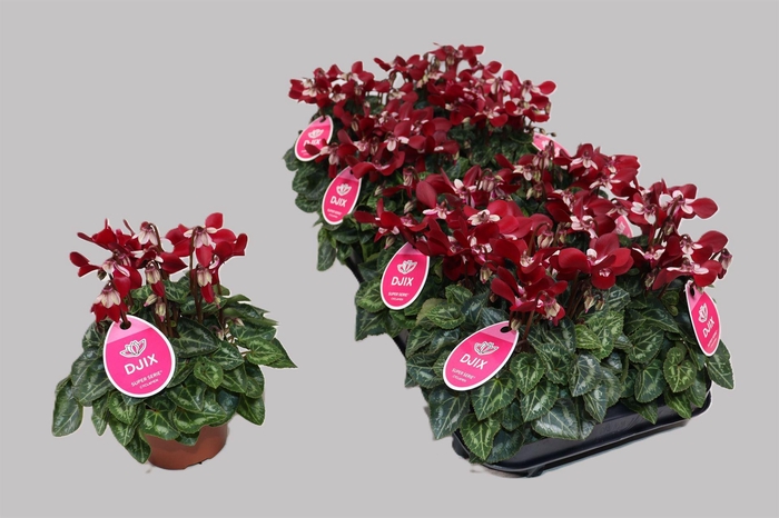 <h4>Cyclamen KL 'Djix'</h4>