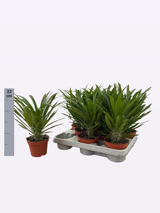 <h4>PACHYPOD LAMEREI</h4>