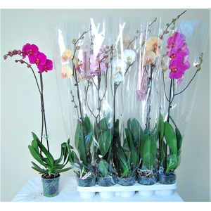 PHAL GEM 7 KL