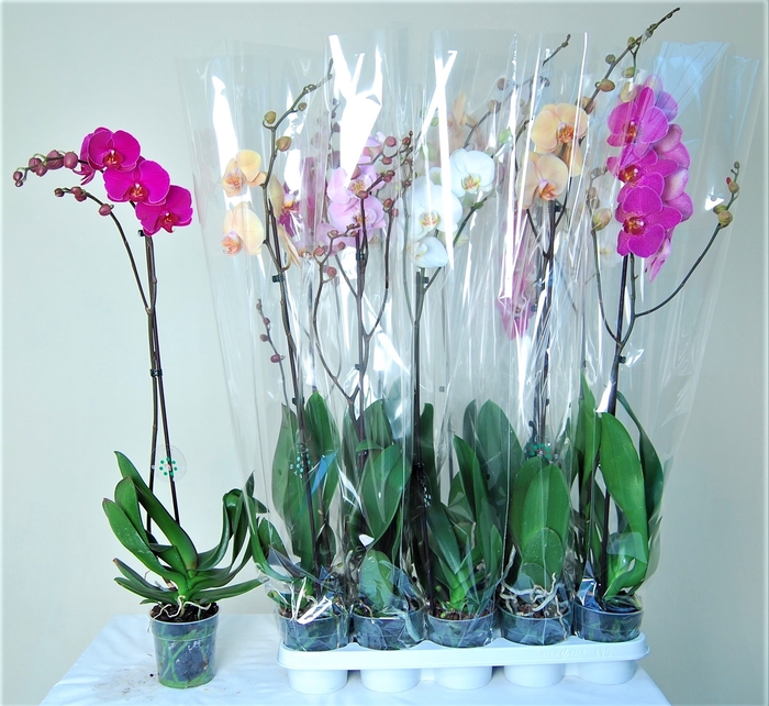 <h4>PHAL GEM 7 KL</h4>