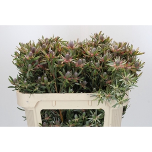 Leucadendron Ayoba Star Pearl