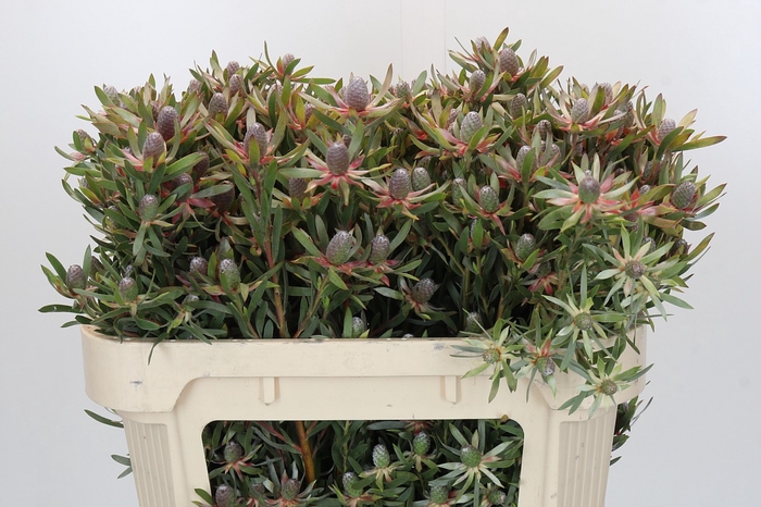 Leucadendron Ayoba Star Pearl