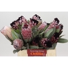 Protea African Didi