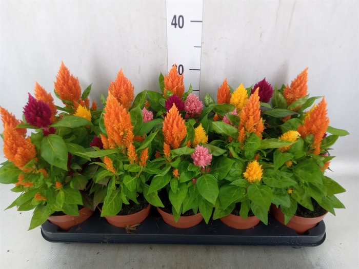 Celosia arg. PL   ...