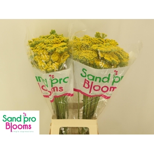 ACHIL F PARK VARIETY