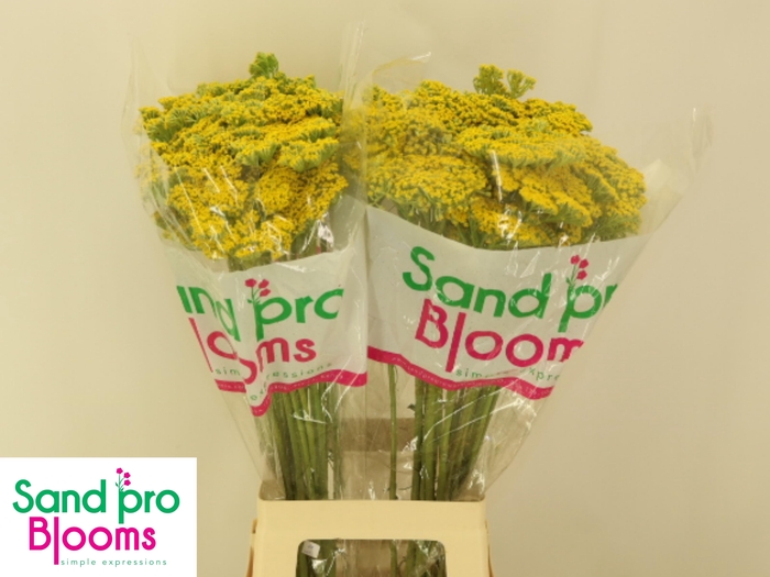 <h4>ACHIL F PARK VARIETY</h4>