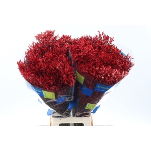 Lim S Painted Red