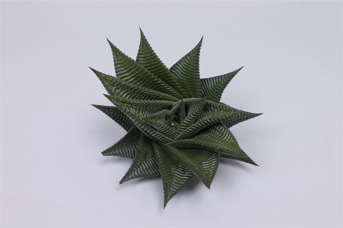 Haworthia Limifolia Twist Cutflower Wincx-8cm