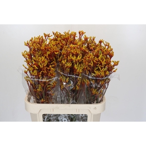 Kangaroo Paw Gold Fever