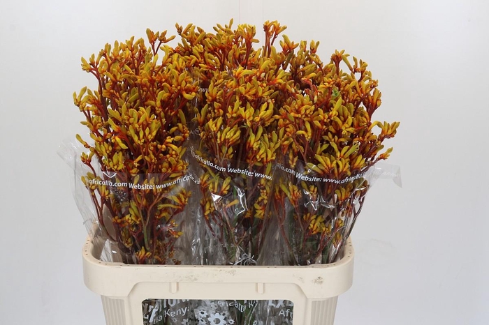 <h4>Kangaroo Paw Gold Fever</h4>