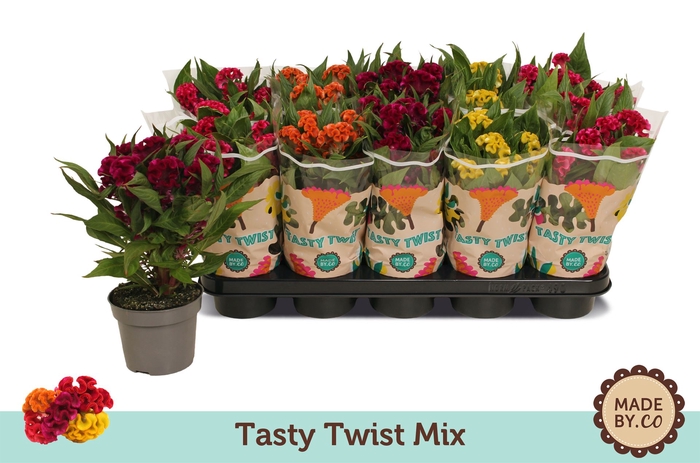 <h4>Celosia arg. CR 'Twisted'   ...mix</h4>