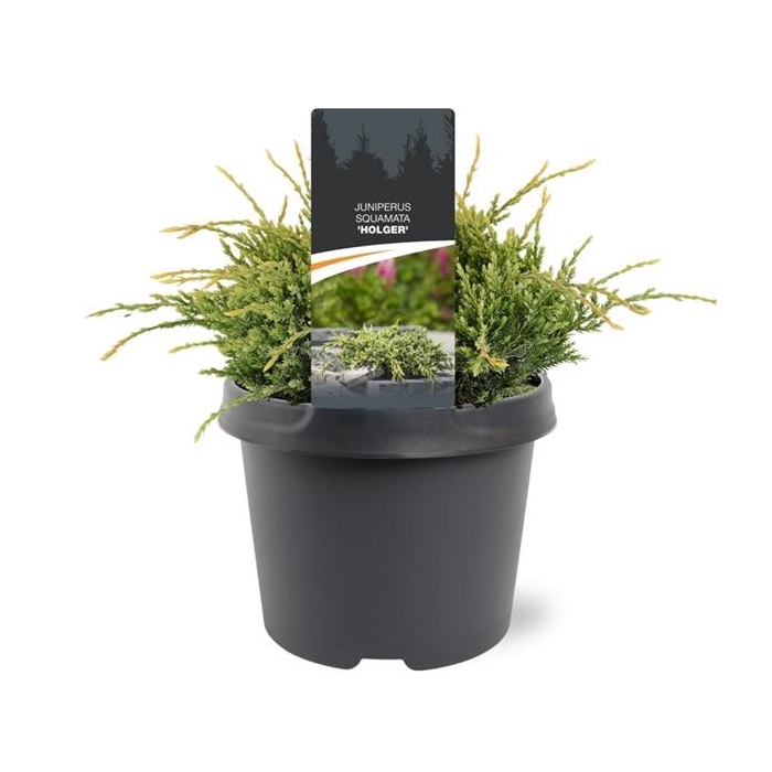 <h4>Juniperus squamata 'Holger'</h4>