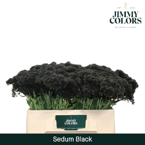 <h4>Sedum L55 Black</h4>