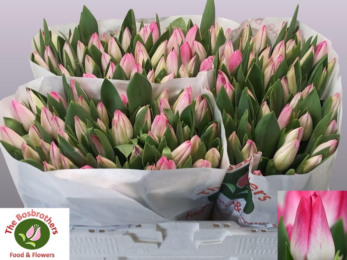 <h4>TU EN MEMPHIS</h4>