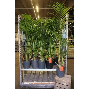 Howea Forsteriana